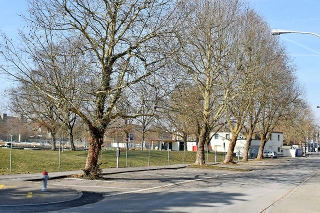 topelement-2.jpg